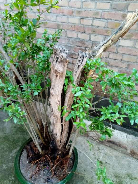 石榴下山桩 上面怎么全部枯死  图片