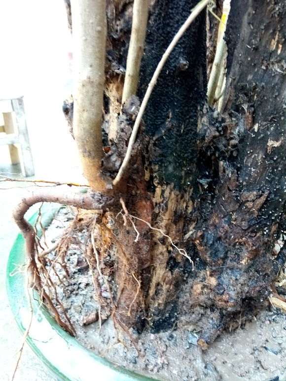 石榴下山桩 上面怎么全部枯死  图片