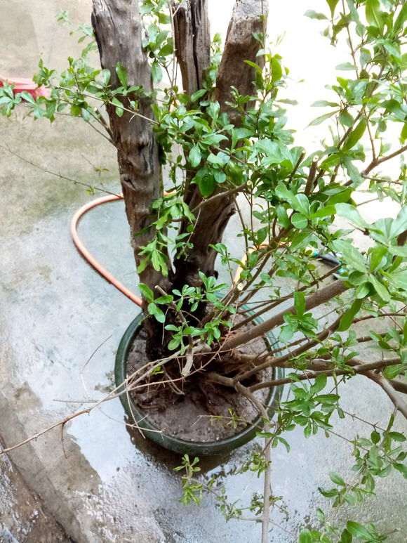 石榴下山桩 上面怎么全部枯死  图片