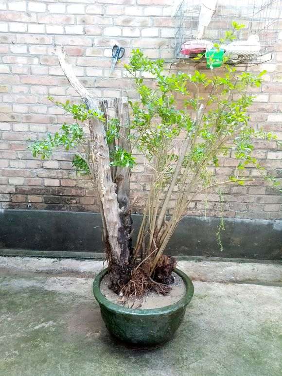 石榴下山桩 上面怎么全部枯死  图片