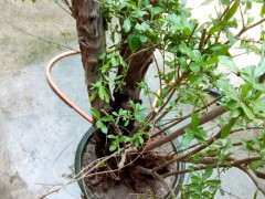 石榴下山桩 上面怎么全部枯死  图片