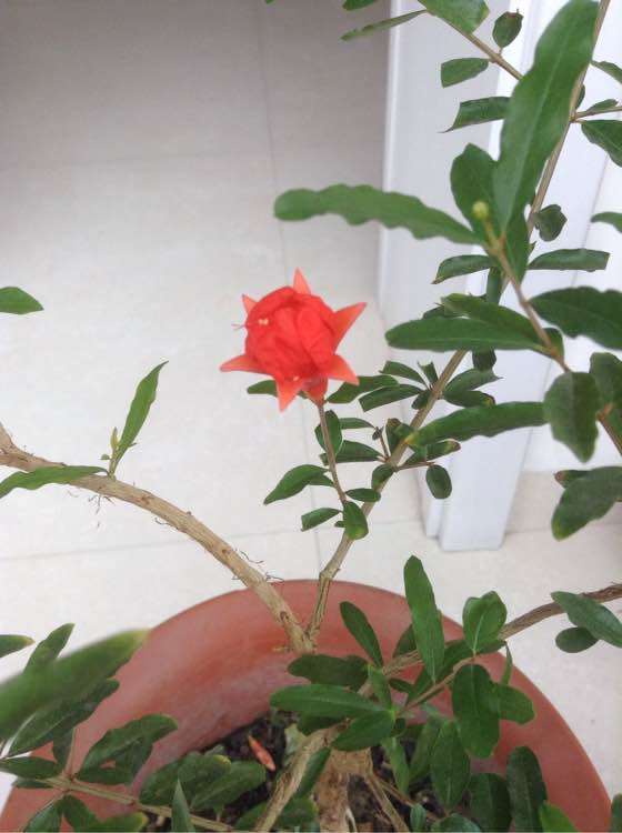 家里养着石榴下山桩 怎么人为受粉 图片