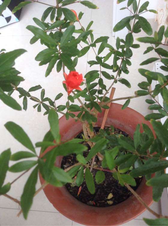 家里养着石榴下山桩 怎么人为受粉 图片