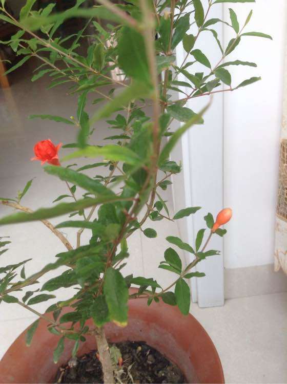家里养着石榴下山桩 怎么人为受粉 图片