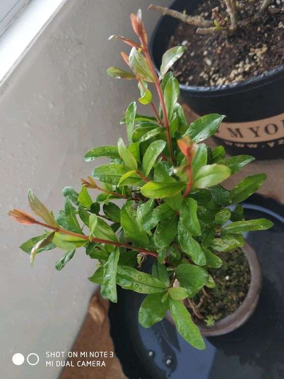 石榴下山桩一天不浇水叶子就要蔫儿 怎么办