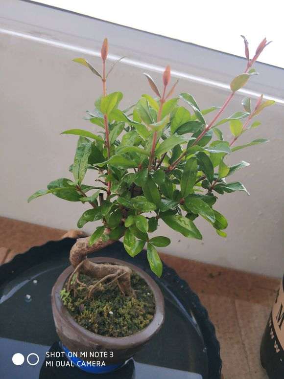 石榴下山桩一天不浇水叶子就要蔫儿 怎么办