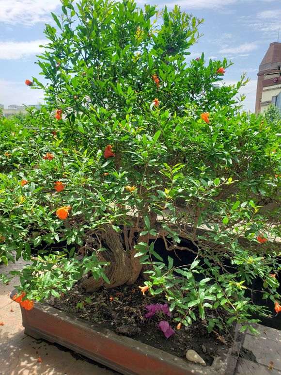 为什么石榴下山桩是雌雄同株的 图片