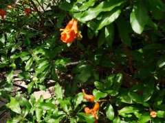 为什么石榴下山桩是雌雄同株的 图片