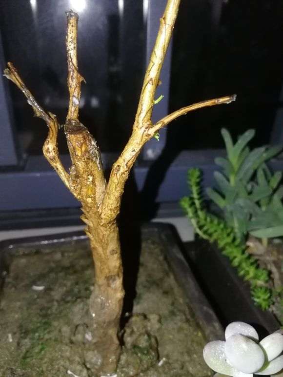 为什么石榴下山桩7月了才开始发芽 图片