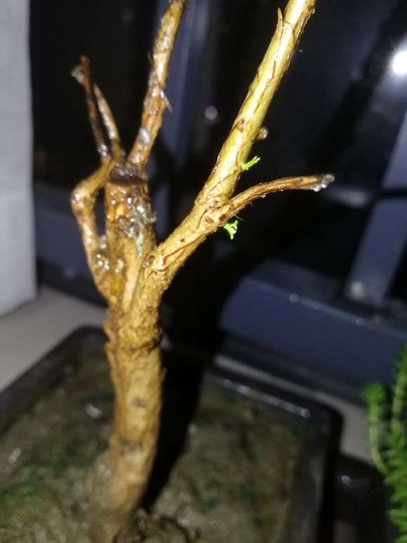 为什么石榴下山桩7月了才开始发芽 图片