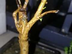 为什么石榴下山桩7月了才开始发芽 图片