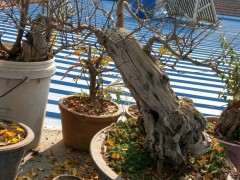 石榴下山桩落叶了是不是有些早 图片