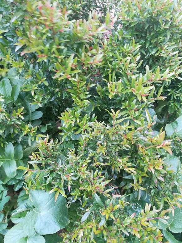 为什么石榴下山桩发芽时剪 容易缩枝