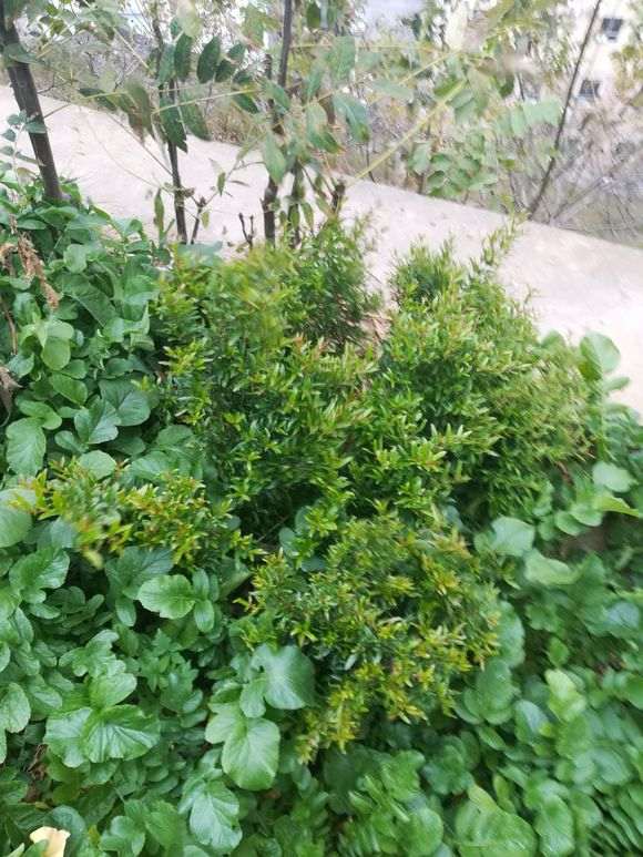 为什么石榴下山桩发芽时剪 容易缩枝