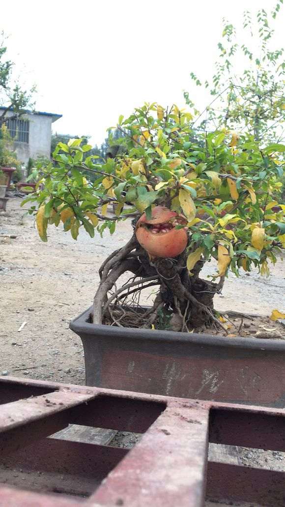 石榴下山桩怎么浇水 给个方法 图片