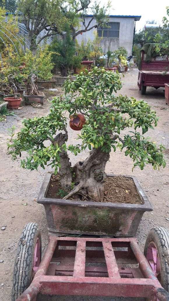 石榴下山桩怎么浇水 给个方法 图片