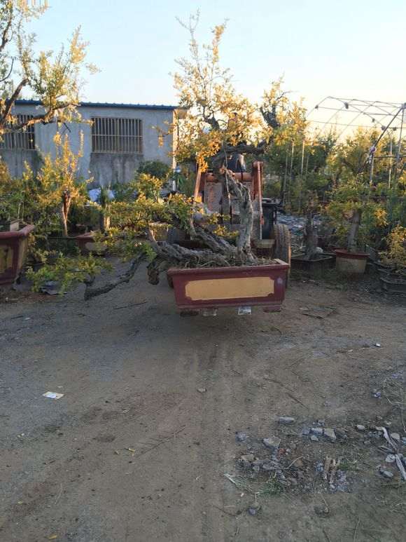 石榴下山桩怎么浇水 给个方法 图片