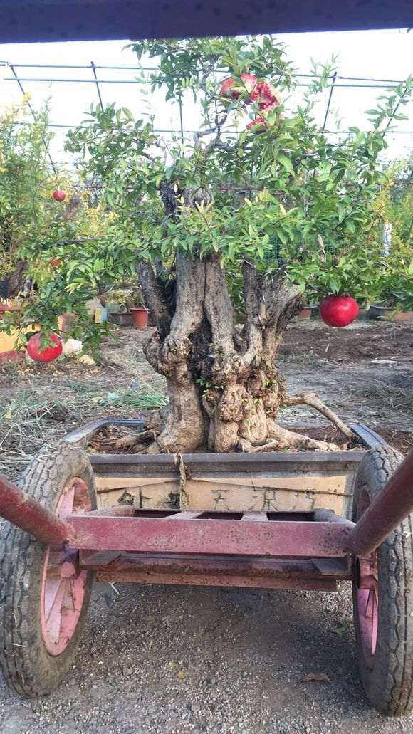 石榴下山桩怎么浇水 给个方法 图片