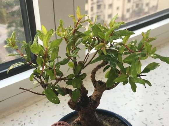 石榴下山桩叶子褶皱怎么回事呢 图片