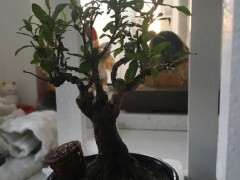 石榴下山桩叶子褶皱怎么回事呢 图片