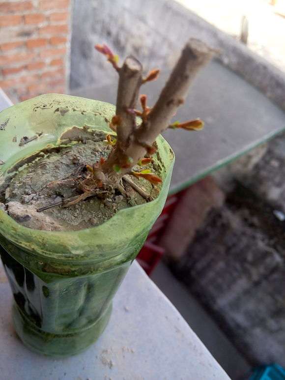 石榴下山桩几年可以结果 图片