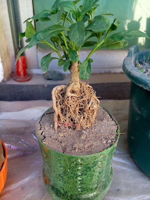 石榴下山桩几年可以结果 图片