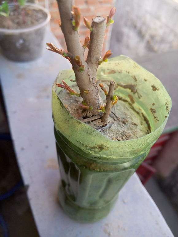 石榴下山桩几年可以结果 图片