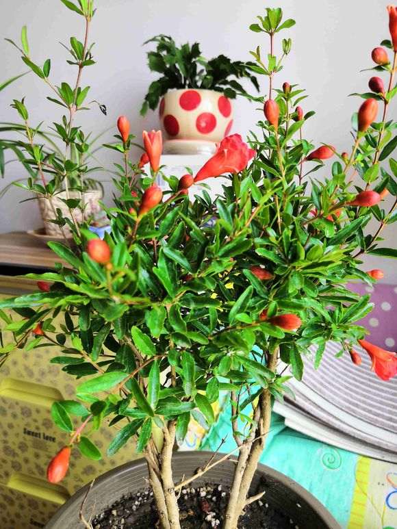 第一次养石榴下山桩养死了怎么办 图片