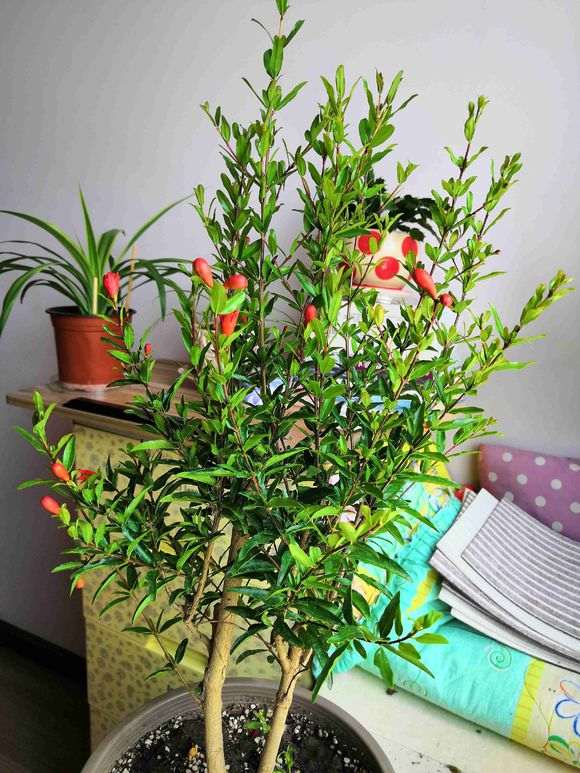 第一次养石榴下山桩养死了怎么办 图片