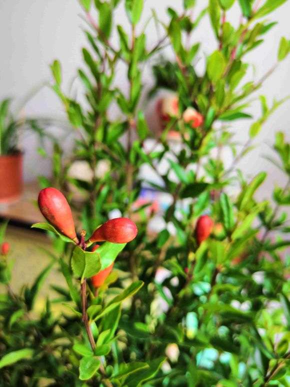 第一次养石榴下山桩养死了怎么办 图片