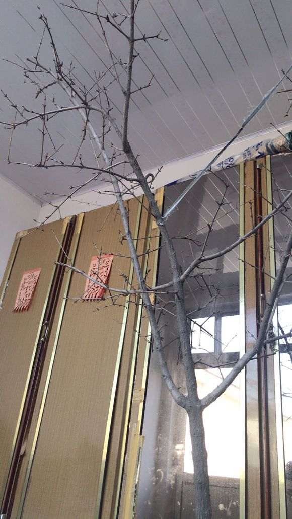 直杆石榴下山桩怎么修剪能好看 图片