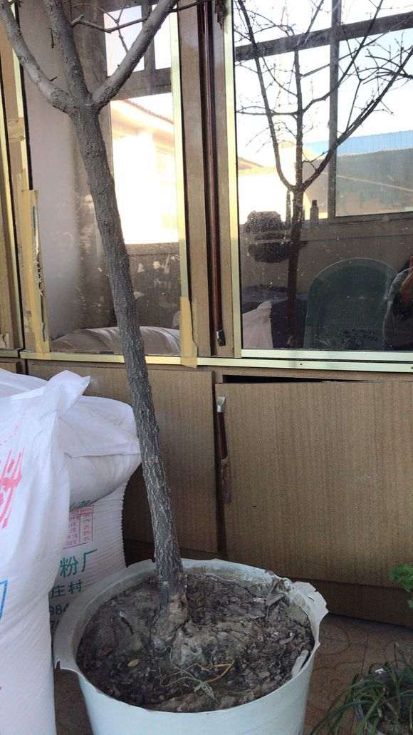 直杆石榴下山桩怎么修剪能好看 图片