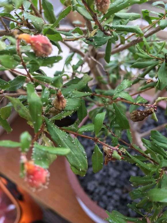 石榴下山桩盆景上面白色是什么啊 图片