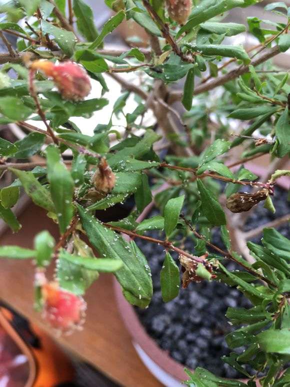 石榴下山桩盆景上面白色是什么啊 图片