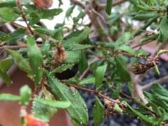 石榴下山桩盆景上面白色是什么啊 图片