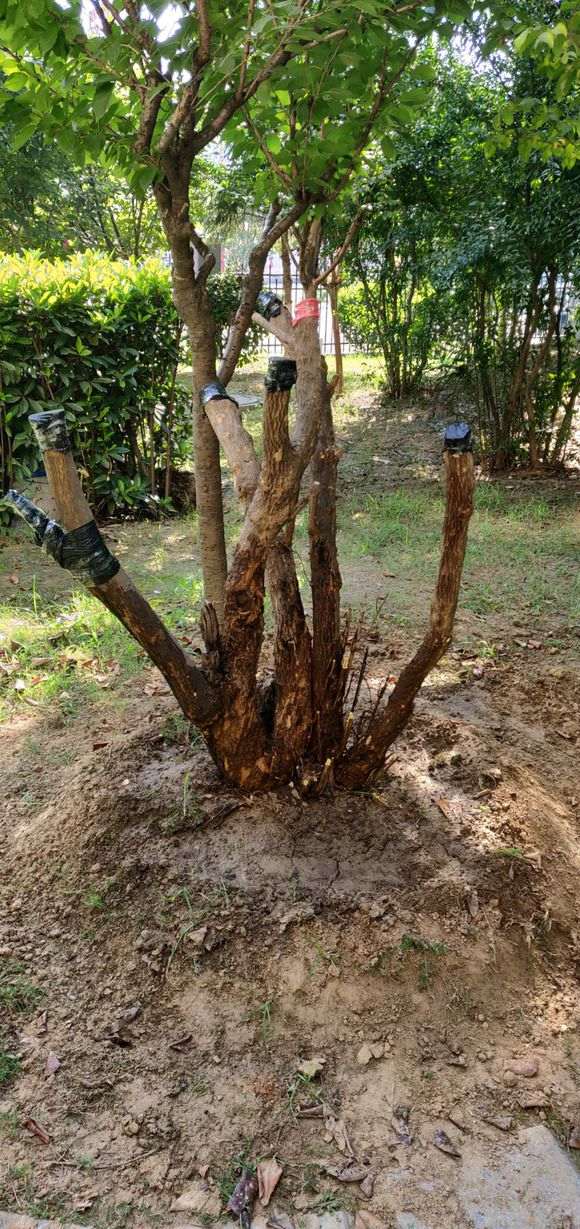 石榴下山桩树可以这样截吗 图片