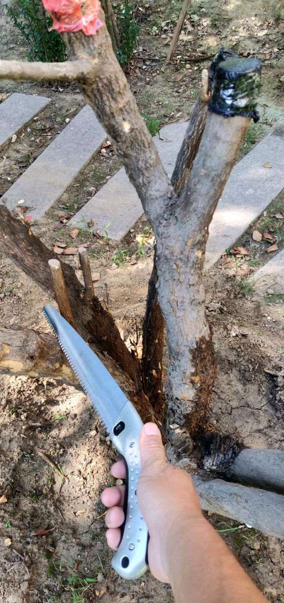 石榴下山桩树可以这样截吗 图片
