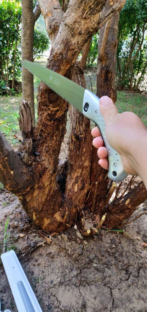 石榴下山桩树可以这样截吗 图片