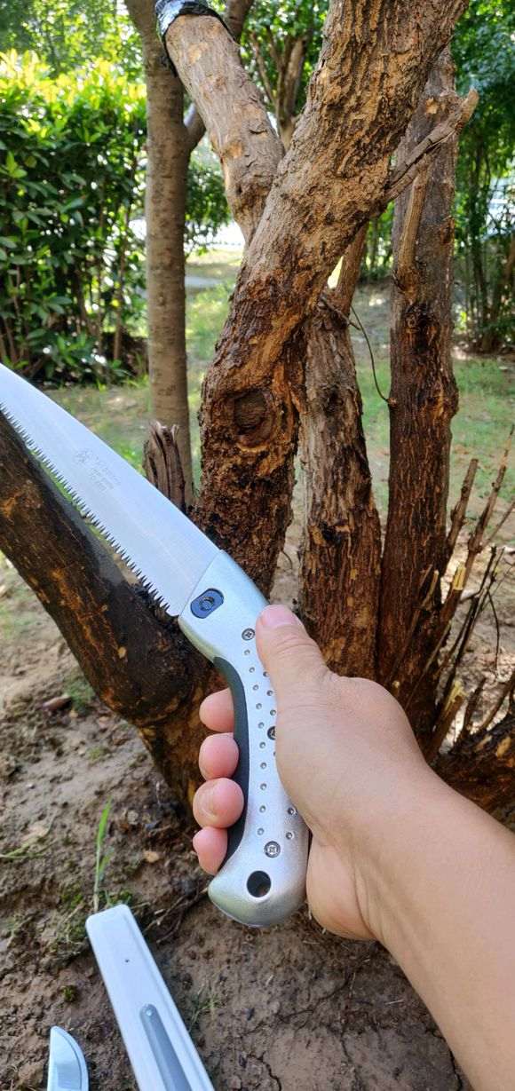 石榴下山桩树可以这样截吗 图片