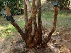 石榴下山桩树可以这样截吗 图片