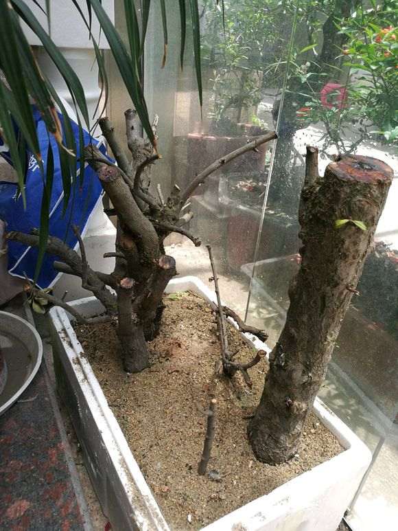 扦插的石榴下山桩老桩 没套袋发芽