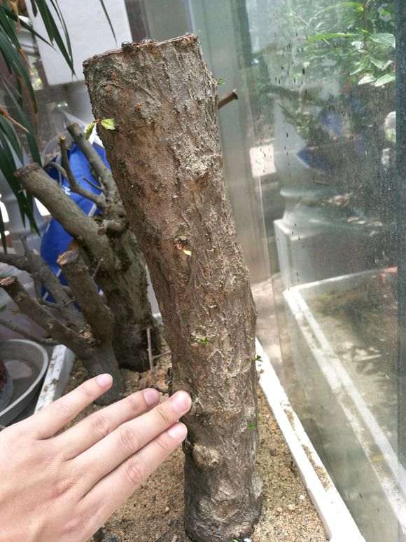 扦插的石榴下山桩老桩 没套袋发芽