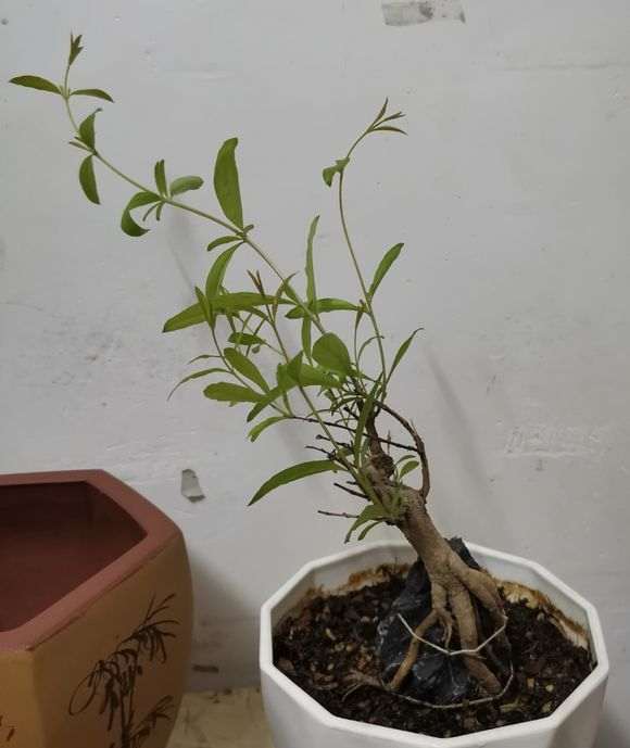 入了两颗石榴下山桩 如何发展比较好 图片