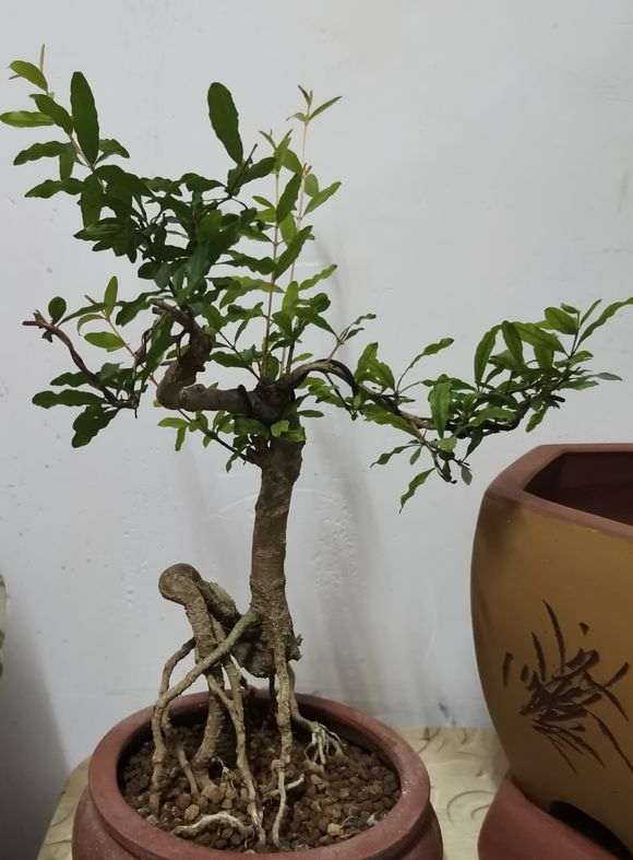 入了两颗石榴下山桩 如何发展比较好 图片