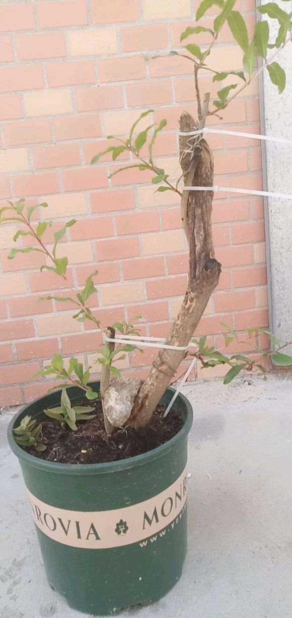 石榴下山桩怎么上盆高压的方法 图片