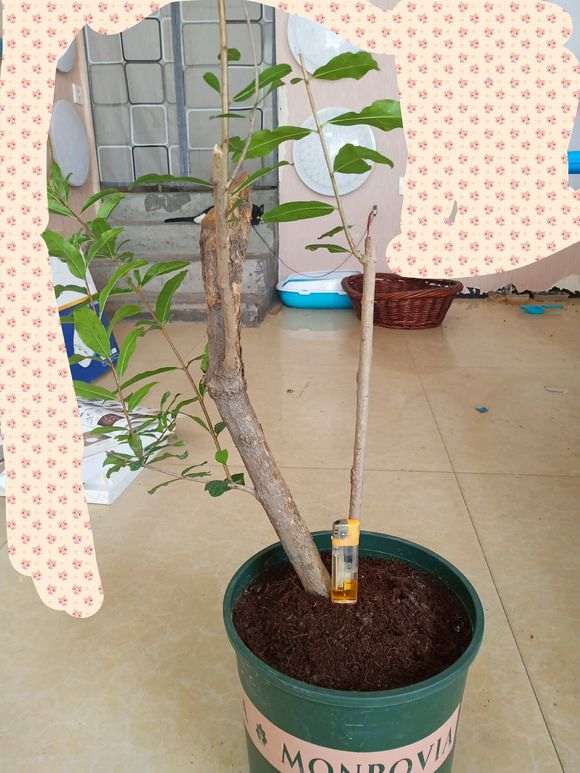 石榴下山桩怎么上盆高压的方法 图片