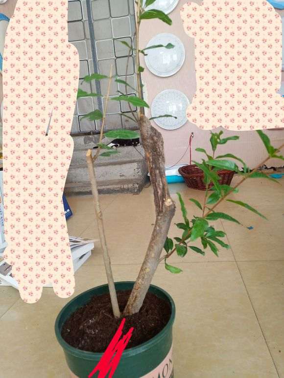 石榴下山桩怎么上盆高压的方法 图片