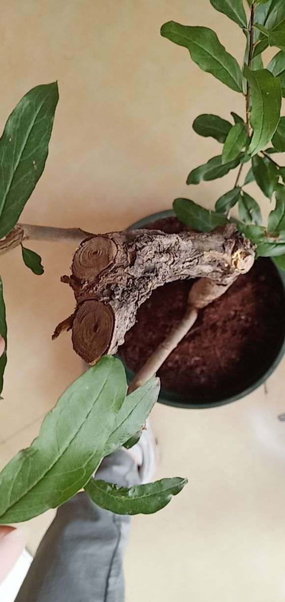 石榴下山桩怎么上盆高压的方法 图片