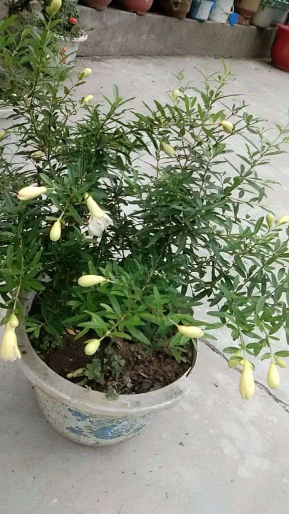 石榴下山桩是什么品种 图片