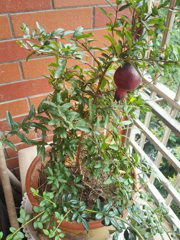 为什么我的墨石榴下山桩长不大了 图片